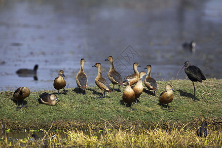 小口哨鸭亚洲池塘高清图片