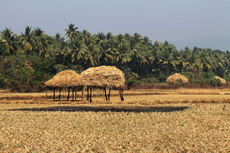 椰子树和干地的视图inda高清图片