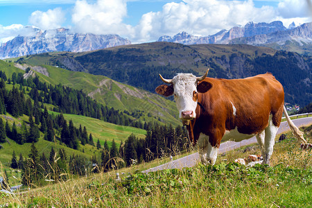 一群意大利的牛在牧草上高清图片