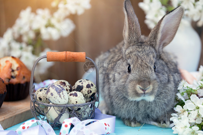 樱花背景铁篮子里的鹌鹑蛋和灰兔图片