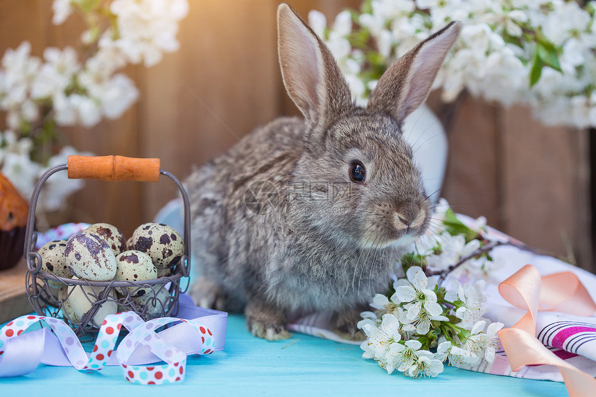 樱花背景铁篮子里的鹌鹑蛋和灰兔图片