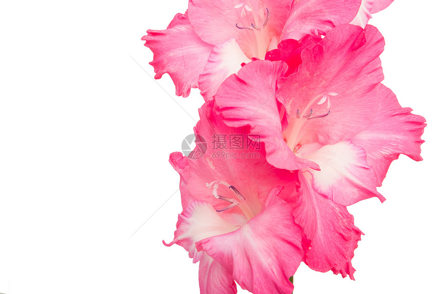 粉红色的花朵白背景被孤立图片