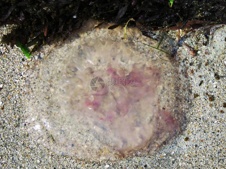 死水母、曼纳尔生物圈保护区的海湾、塔米尔纳杜印度。 死水母、印度。图片