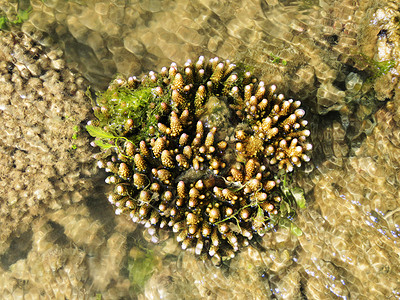 珊瑚库鲁萨代岛曼纳尔生物圈保护区湾塔米尔纳杜岛因迪亚手指珊瑚因迪亚岛图片