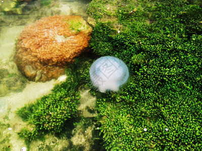 水母 生物图片