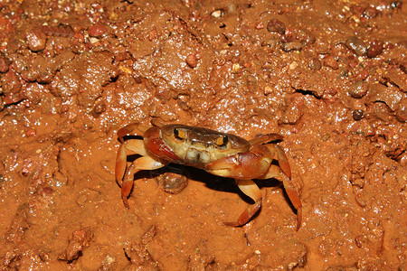 淡水螃蟹沙尔克瓦迪萨塔拉玛哈施特淡水蟹高清图片