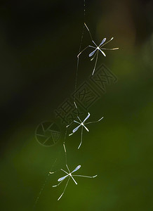 摇蚊莫格拉尔血液寄生虫高清图片