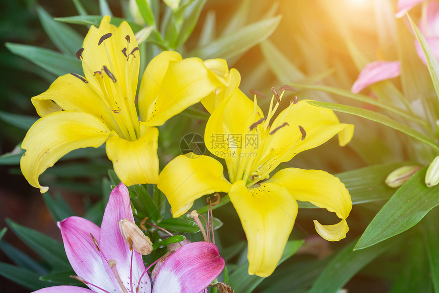 美丽的百合花图片