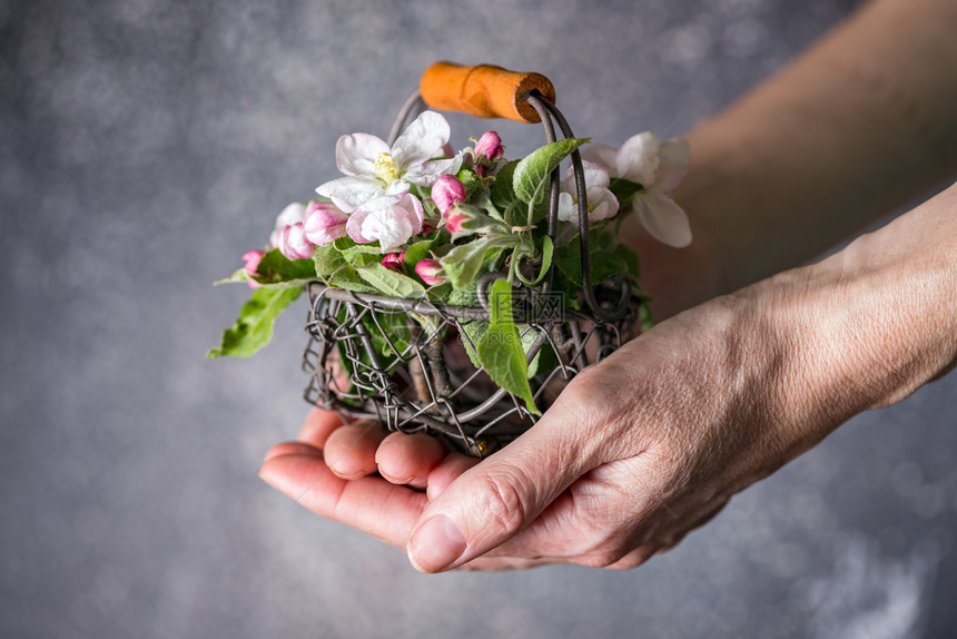 女孩手握篮子有开花的苹果树枝图片