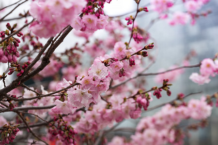 粉红樱花日本图片