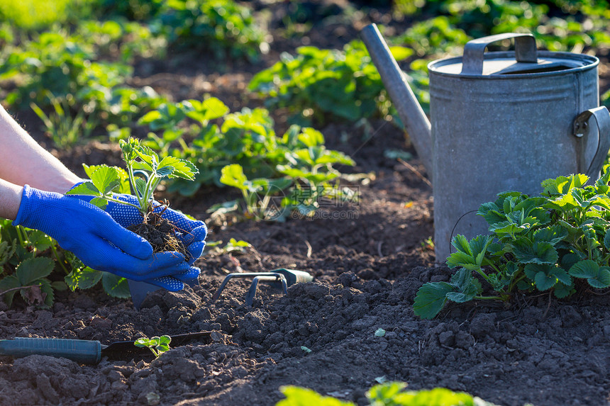 在花园种植草莓手握幼苗水罐和背景铲子图片