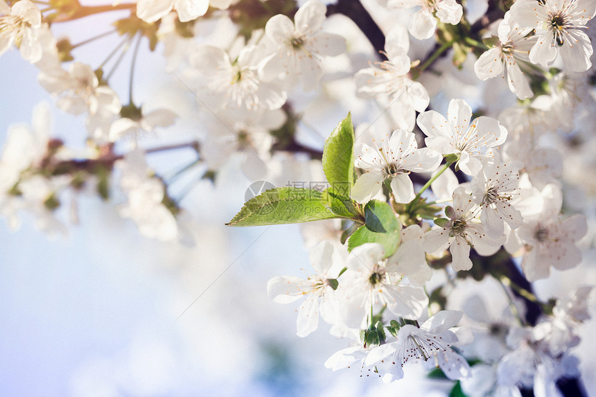 春开花树杏本底的紧闭和天空图片
