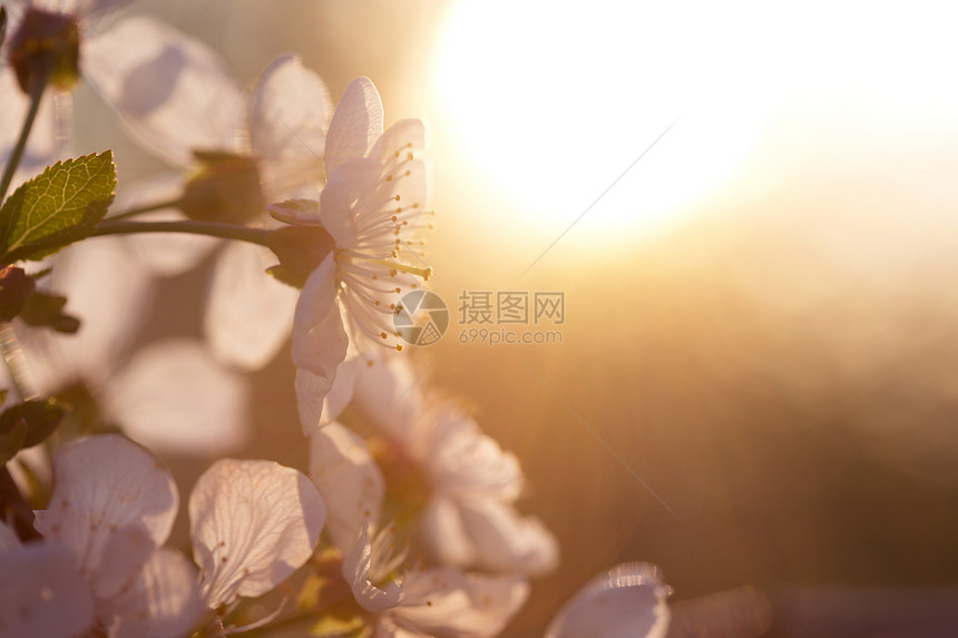 泉水开花树杏子在日落柔光下紧闭图片