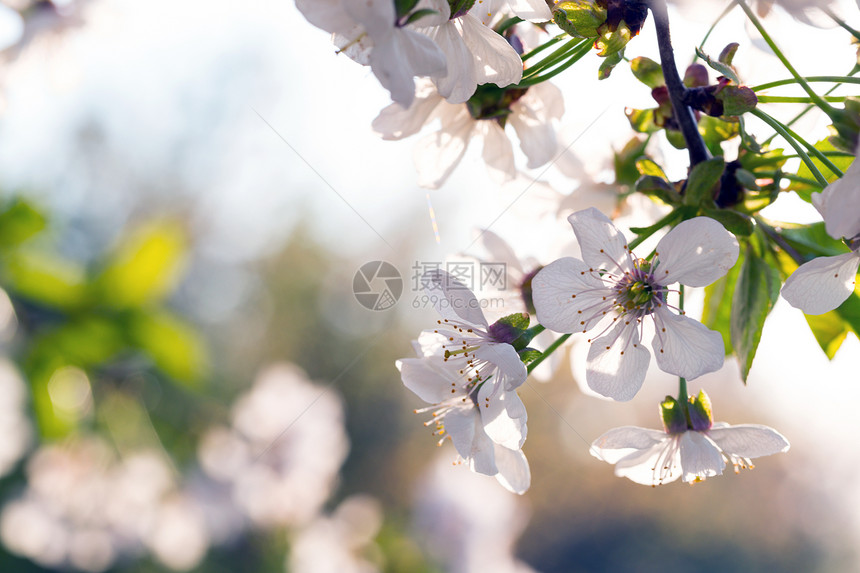 泉水开花树杏子在日落柔光下紧闭图片