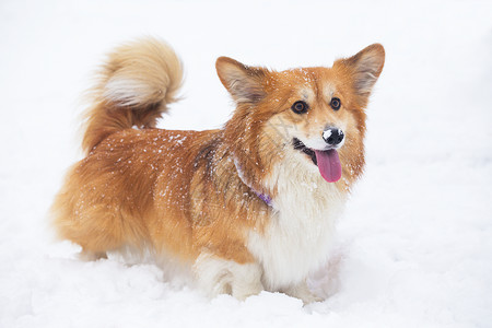 在雪地里玩耍的柯基图片