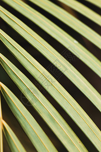 美丽的棕榈叶壁纸背景图片