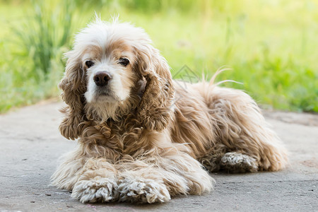 在花园里躺着的可卡犬高清图片