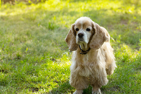 绿草地站立的可卡犬高清图片