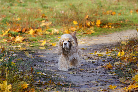 在公园里步行的可卡犬高清图片