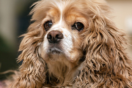 美国的可卡犬特写镜头高清图片