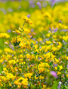 草原上的野生黄花图片