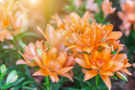 橙色花朵头在阳光明媚的夏日或春花朵和绿叶放在园用于明信片美容装饰和农业设计背景