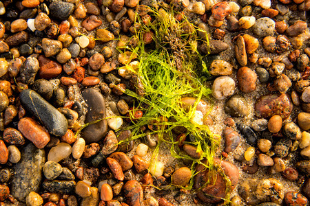 海生菜藻类在黄海沙滩上图片
