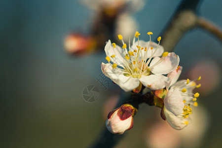 盛开的杏花关上阳光明日的抽象拍摄图片