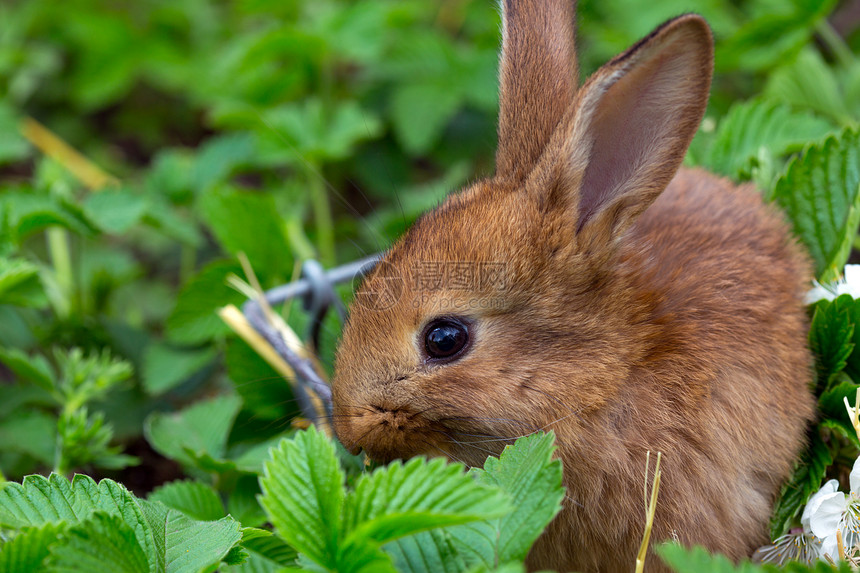 小红兔在白色背景下吃叶子图片