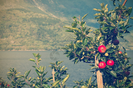 苹果树和背景中美丽的色Norway高清图片