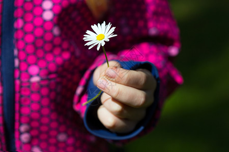 女孩握着手的菊花图片