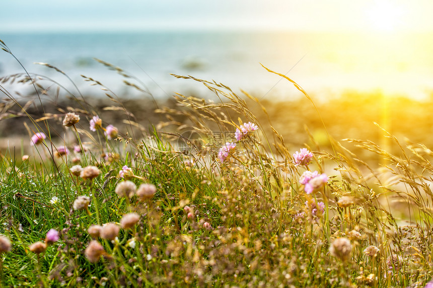 阳光下花朵和草与海相对诺威图片