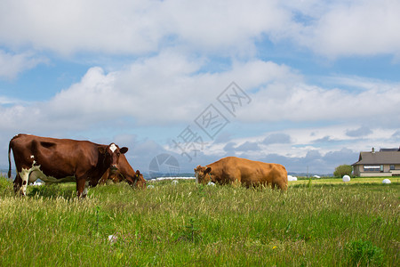 一群牛在绿草地上图片