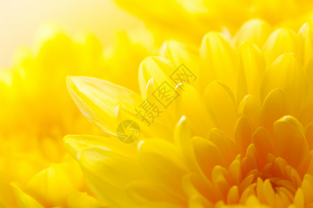 黄色花朵做成的菊花背景图片