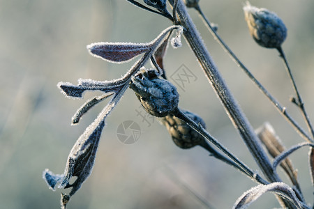 清晨秋天冷冻时冰的草地和晶天气概念图片