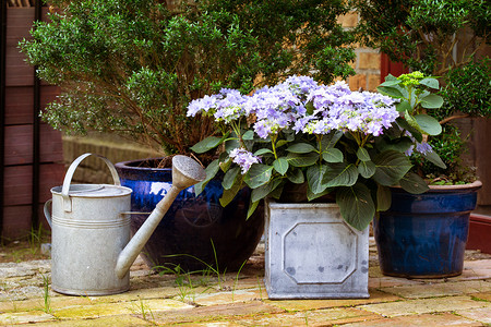 花园水罐和在锅里开花图片