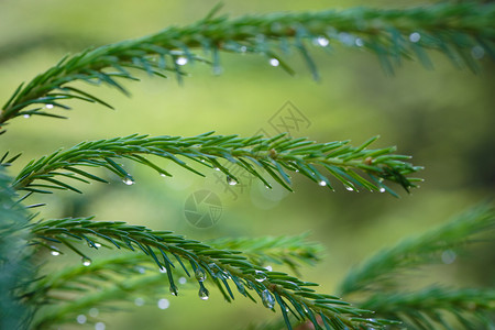松树针上的雨滴图片