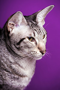 东方猫在紫色背景下繁殖图片