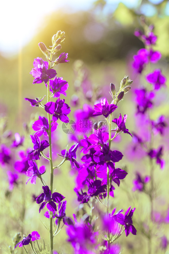 美丽的紫色野花图片