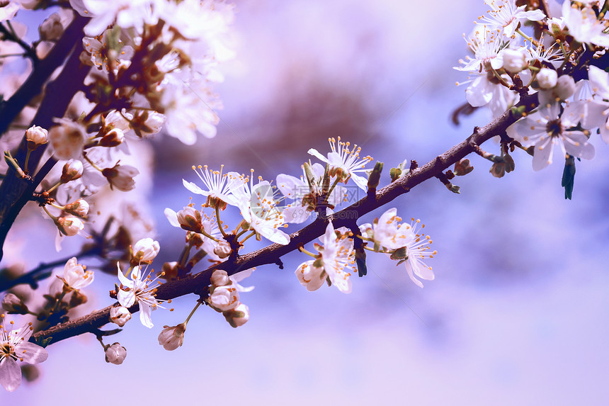 美丽的春背景盛开的杏子图片