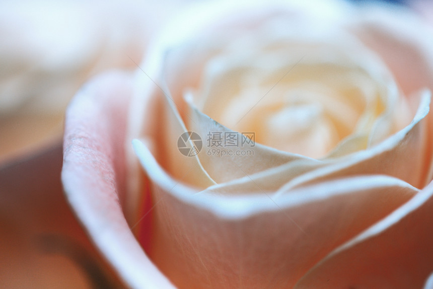 美丽的背景粉红玫瑰的微妙芽图片