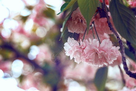 樱花美丽的春天日本图片