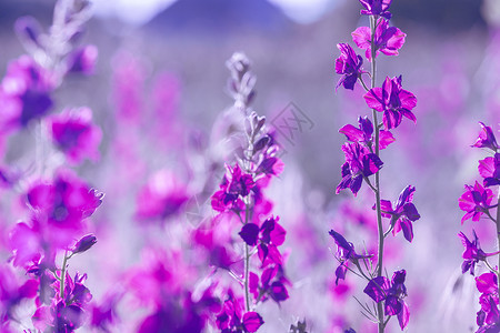 秀美野生紫罗兰美丽的紫色野花背景
