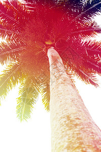 棕榈树古老过滤器图片