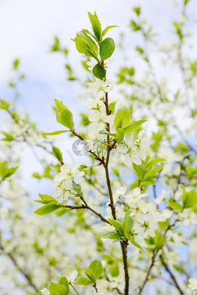 在蓝天白云的映衬下春天的花园里盛开着白色的樱桃树枝春天的花背景与樱花枝上的花图片
