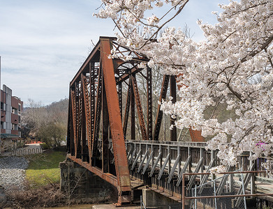 在摩根镇旧的钢环桥载有步行和骑自车的通道穿过甲板小溪有樱花钢环桥载有在甲板小溪上行走的自车背景图片