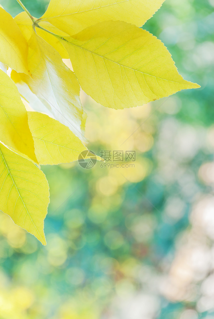 秋天黄叶是然绿色背景图片