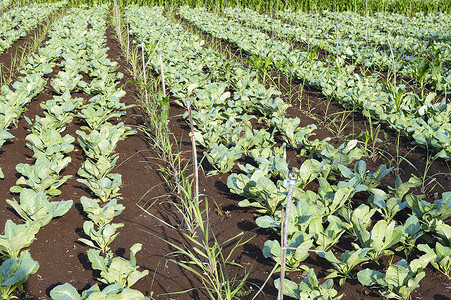 在马哈拉施特邦附近的有机花椰菜蛋白质植物田图片