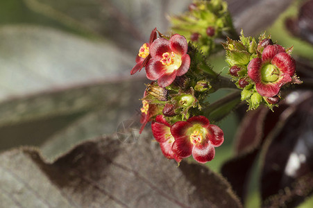 在马哈拉施特邦附近的小红花背景图片
