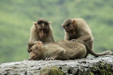 坐在瓦兰达盖特蓬马哈拉施特的路边墙上猴子图片